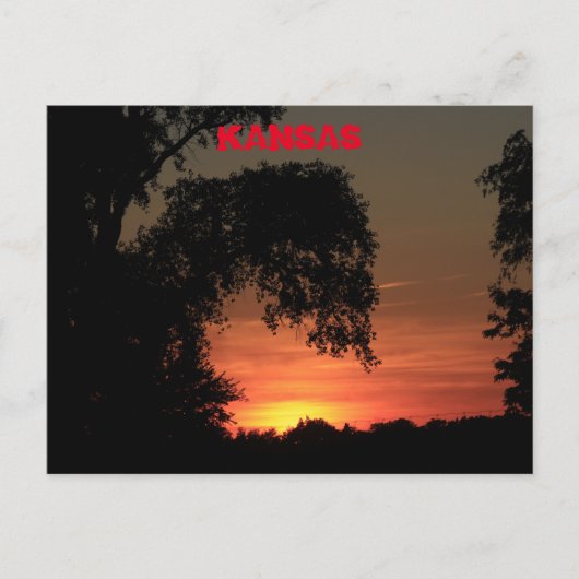 カンザスツリーシルエットサンセット ポストカード (正面)