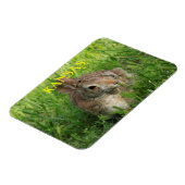 カンザスバニーウサギ マグネット (左側)