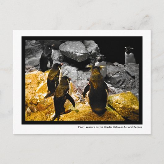 カンザスペンギン縁どの写真 ポストカード (正面)