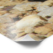 カンザスボックスシェルタートルフォト拡大 フォトプリント            (角)