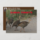 カンザスヤングターキーズポストカード。 ポストカード (正面/裏面)
