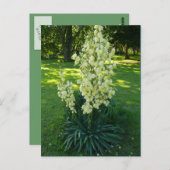 カンザスユッカ ポストカード (正面/裏面)