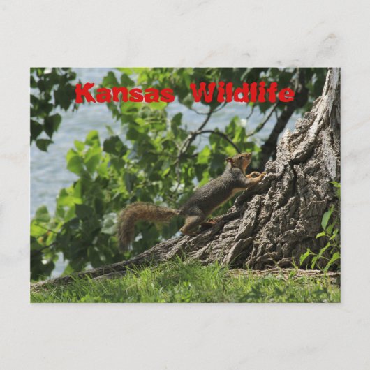 カンザスワイルドライフ優れたアットレイクポストカード ポストカード (正面)