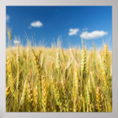 カンザス小麦 ポスター (正面)