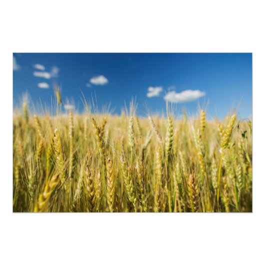 カンザス小麦 ポスター (正面)
