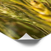 カンザス小麦 ポスター (コーナー)