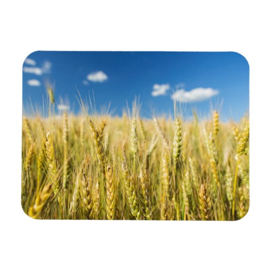 カンザス小麦 マグネット (横)