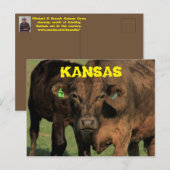 カンザス州の牧場の牛のポストカード ポストカード (正面/裏面)