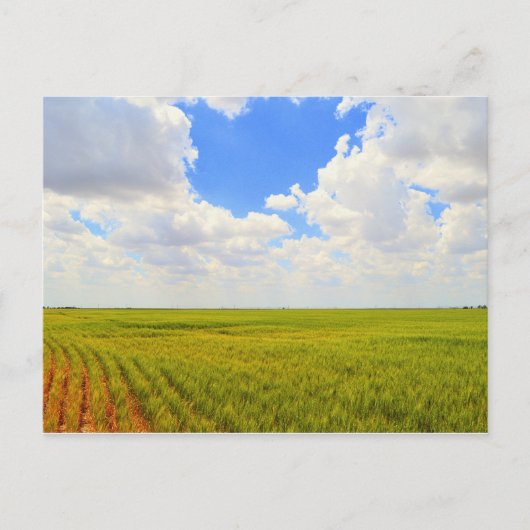 カンザス州スコット郡の小麦畑 ポストカード (正面)
