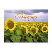 カンザス州フラワー – ザヒマワリ