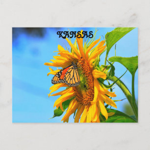 カンザス(昆虫)オオカバマダラ、モナークバタフライon a Sunflower ポストカード