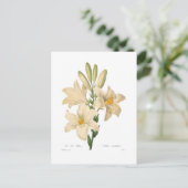 カンジダ小腸 ポストカード (スタンド正面)