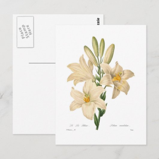 カンジダ小腸 ポストカード (正面/裏面)