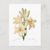 カンジダ小腸 ポストカード (正面)