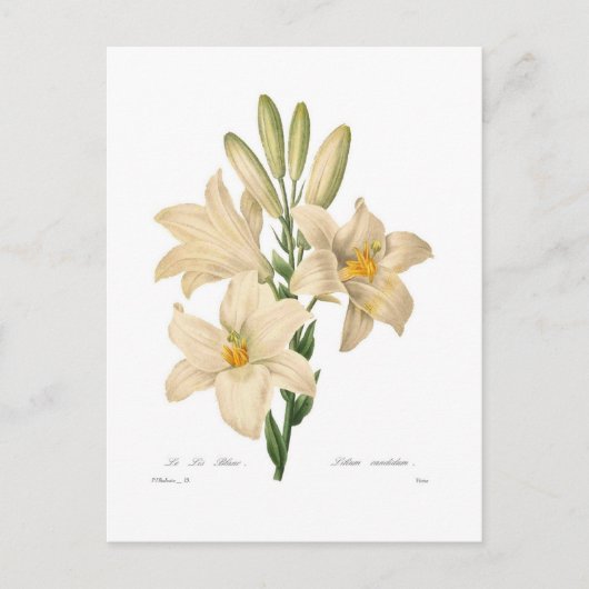 カンジダ小腸 ポストカード (正面)