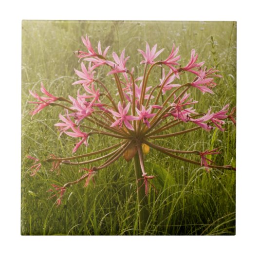 カンデラブラ花(Brunsvigia Radulosa) タイル (正面)