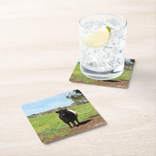 カントリーの雌ガロウェイ牛、紙コースター スクエアペーパーコースター (インサイチュ)