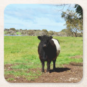 カントリーの雌ガロウェイ牛、紙コースター スクエアペーパーコースター (正面)