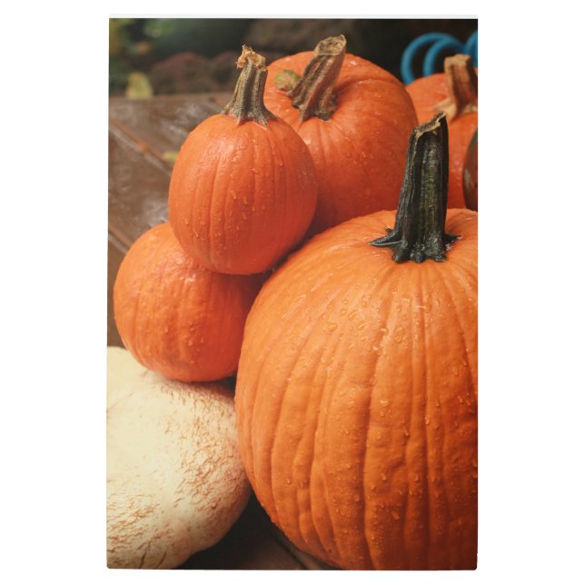 カントリーカボチャのグループを閉じる メタルプリント (正面)