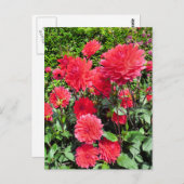 カントリーガーデンの花 ポストカード (正面/裏面)