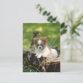 カントリーバンプキン ポストカード (スタンド正面)