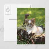 カントリーバンプキン ポストカード (正面/裏面)