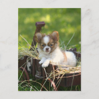 カントリーバンプキン ポストカード