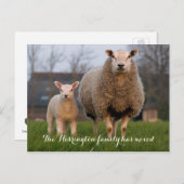 カントリーファームの羊の移動の発表 案内ポストカード (正面/裏面)