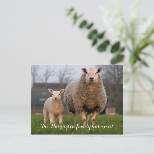 カントリーファームの羊の移動の発表 案内ポストカード (スタンド正面)