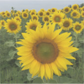 カントリー素朴イエローサンフラワーハーベスト シール (正面)