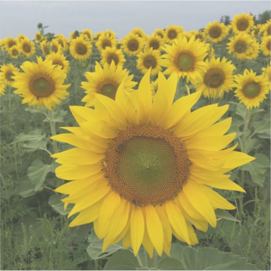 カントリー素朴イエローサンフラワーハーベスト シール (正面)