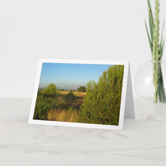 カントリー・パイン カード (正面)