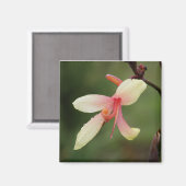 カンナパナッシュ1 マグネット (正面/裏面)