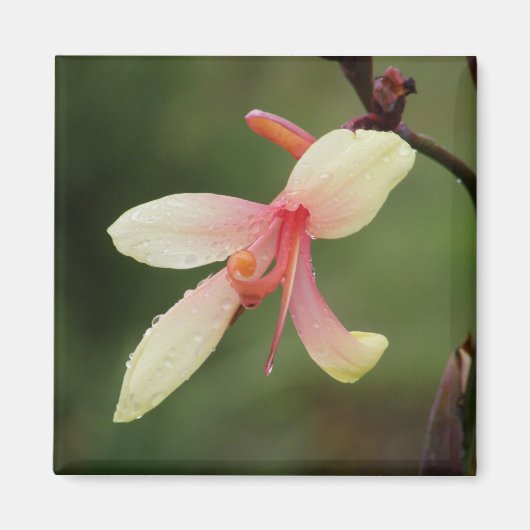 カンナパナッシュ1 マグネット (正面)