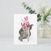 カンナ変色 ポストカード (スタンド正面)