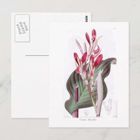 カンナ変色 ポストカード (正面/裏面)