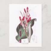 カンナ変色 ポストカード (正面)