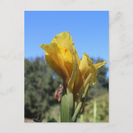 カンナ番号2 ポストカード (正面)