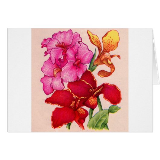 カンナ花 (正面横)