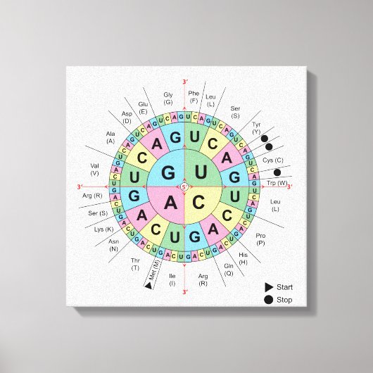 カンバスコードアミノ酸表遺伝子コードDNA キャンバスプリント (正面)