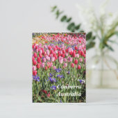 カンバラ オーストラリアのポストカード ポストカード (スタンド正面)