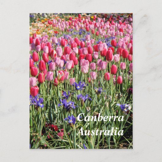 カンバラ オーストラリアのポストカード ポストカード (正面)