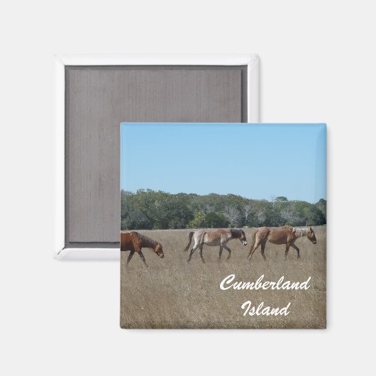 カンバーランド島ワイルドウマ写真マグネットジョージア マグネット (正面/裏面)
