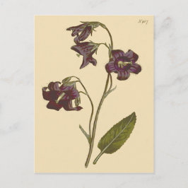 カンパニュラ・ミラビリス(セージリーブドベルフラワー)の植物画 ポストカード