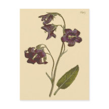 カンパニュラ・ミラビリス（セージリーブドベルフラワー）の植物画