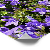 カンパヌラの花 ポスター (角)