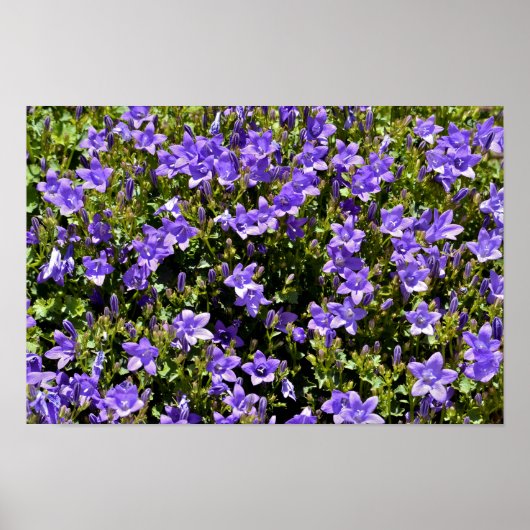 カンパヌラの花 ポスター (正面)
