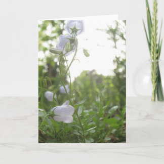 カンパヌラ カード