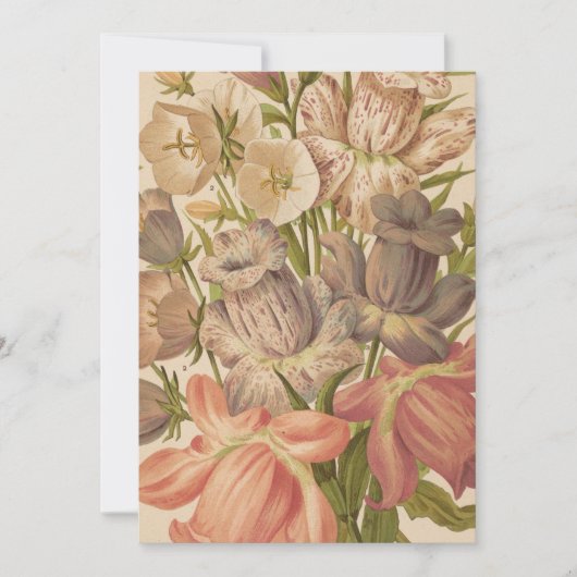 カンパヌラ | ジョージ・ニコルソン (正面)