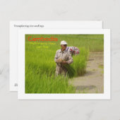 カンボジア田植え ポストカード (正面/裏面)